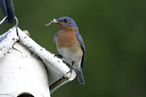 Birdhouse: Eastern Bluebird