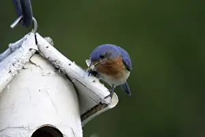 Birdhouse: Eastern Bluebird