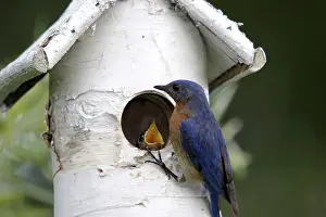 Birdhouse: Eastern Bluebird