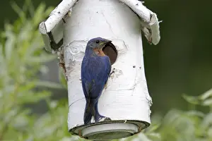 Birdhouse: Eastern Bluebird
