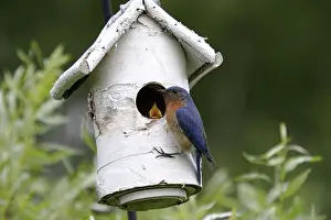Birdhouse: Eastern Bluebird