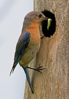 Sialis: Eastern Bluebird