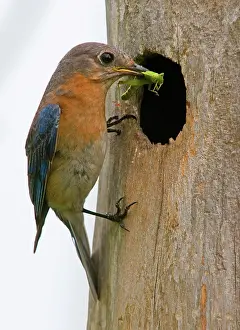 Sialis: Eastern Bluebird