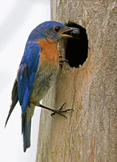 Sialis: Eastern Bluebird