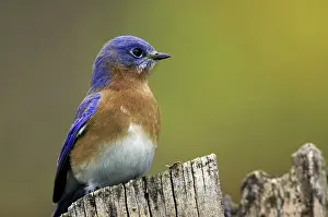 Sialis: Eastern Bluebird