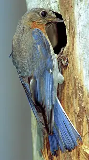 Bluebird: Eastern Bluebird