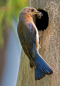 Bluebird: Eastern Bluebird