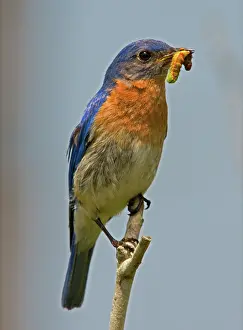 Bluebird: Eastern Bluebird