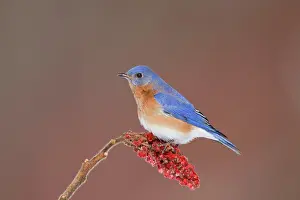 Bluebirds: Eastern Bluebird - adult male