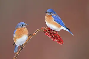 Bluebirds: Eastern Bluebird - adult male