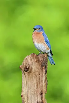 Bluebirds: Eastern Bluebird - adult male on fence post