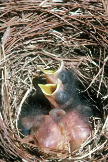 Fluff: Eastern Bluebird Chicks