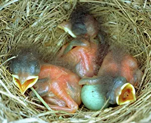 Sialia: Eastern Bluebird chicks, one day old