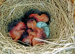 Sialia: Eastern Bluebird chicks, one day old