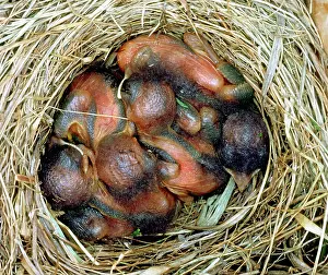 Sialia: Eastern Bluebird chicks, four days old