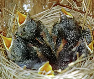Sialia: Eastern Bluebird chicks, five days old