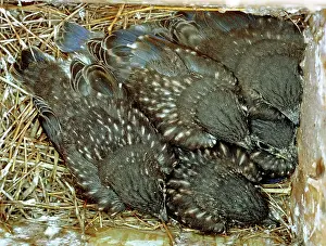 Twelve: Eastern Bluebird chicks, twelve days old
