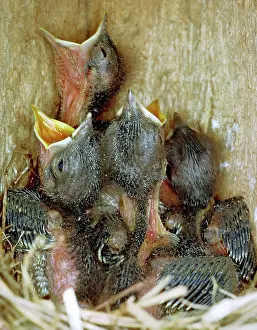 Sialia: Eastern Bluebird chicks, one week old
