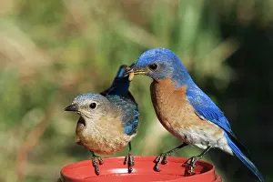 Bluebird: Eastern Bluebird Feeding Mate