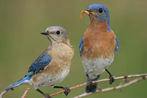 Bluebird: Eastern Bluebird Feeding Mate