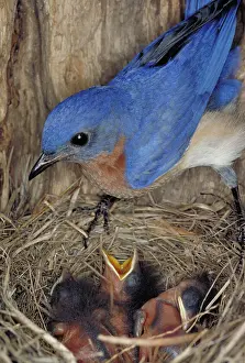 Bluebirds: Eastern bluebird feeding its young