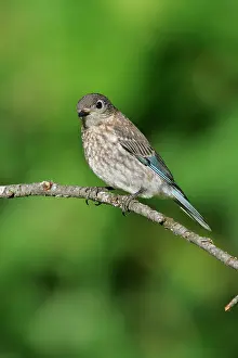 Bluebirds: Eastern Bluebird - female