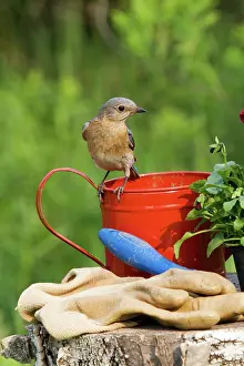 Bluebird: Eastern Bluebird Female