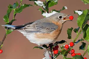 Bluebirds: Eastern Bluebird - female eating holly berries in winter