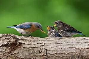 Bluebirds: Eastern Bluebird - female feeding youngsters, June