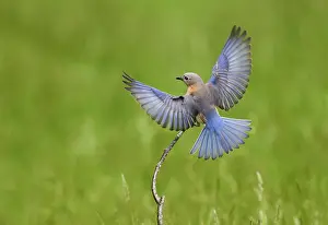 Bluebirds: Eastern Bluebird female in flight