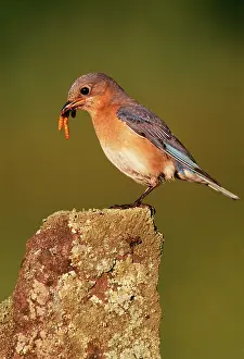 Grubs: Eastern Bluebird - Female with food in beak