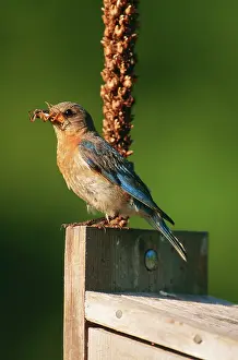 Nestbox: Eastern Bluebird - Female at nestbox