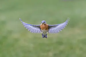 Kentucky: Eastern bluebird flying, Kentucky