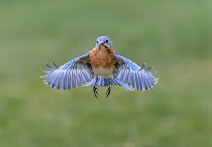 Kentucky: Eastern bluebird flying, Kentucky