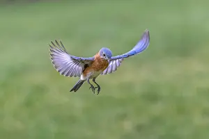 Kentucky: Eastern bluebird flying, Kentucky