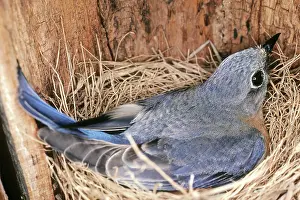 Sialia: Eastern Bluebird incubating eggs at nest