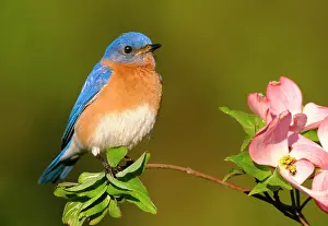 Bluebirds: Eastern Bluebird - male