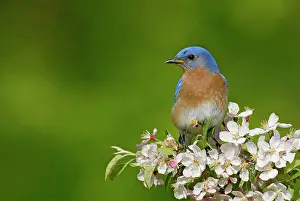 Bluebirds: Eastern Bluebird male