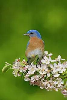 Bluebirds: Eastern Bluebird - male