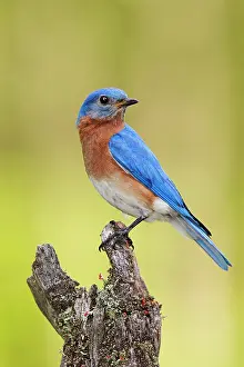 Bluebirds: Eastern Bluebird - male