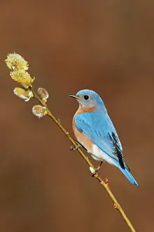 Bluebirds: Eastern Bluebird - male