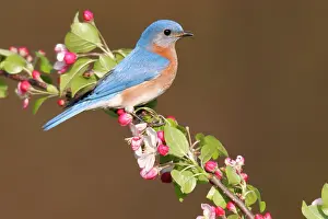 Bluebirds: Eastern Bluebird - male
