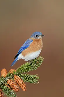 Bluebirds: Eastern Bluebird - male