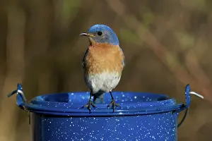 Bluebird: Eastern Bluebird Male