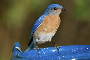 Bluebird: Eastern Bluebird Male