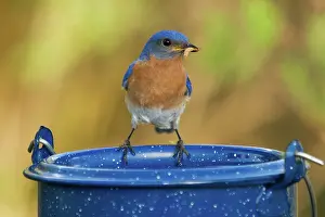 Bluebird: Eastern Bluebird Male