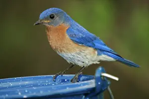 Bluebird: Eastern Bluebird Male