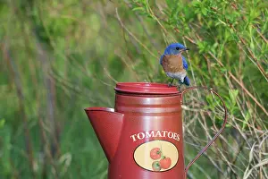 Bluebird: Eastern Bluebird Male