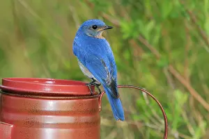 Bluebird: Eastern Bluebird Male