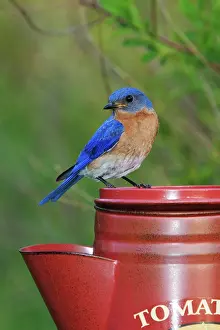Bluebird: Eastern Bluebird Male